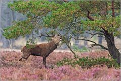 Der Rothirsch (Cervus elaphus).