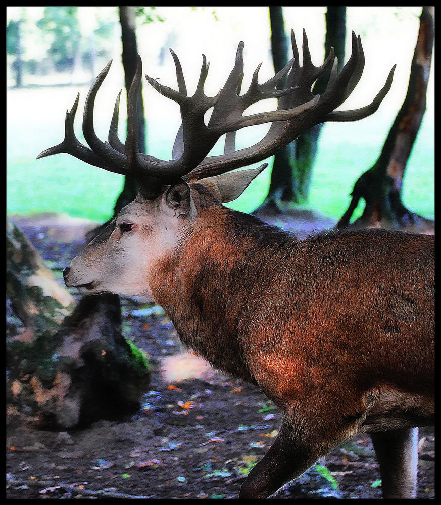 Der Rothirsch / Le cerf élaphe