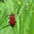 Der Rotköfpiger Feuerkäfer baut