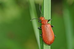 der Rotköpfige Feuerkäfer