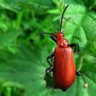 Der Rotköpfiger Feuerkäfer