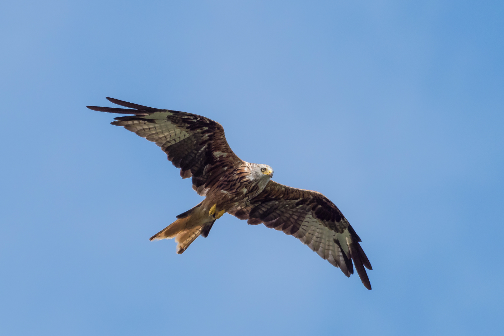 Der Rotmilan Foto & Bild | world, himmel, brandenburg Bilder auf ...
