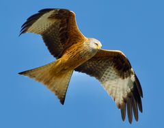 Der Rotmilan im Anflug zum Horst.......