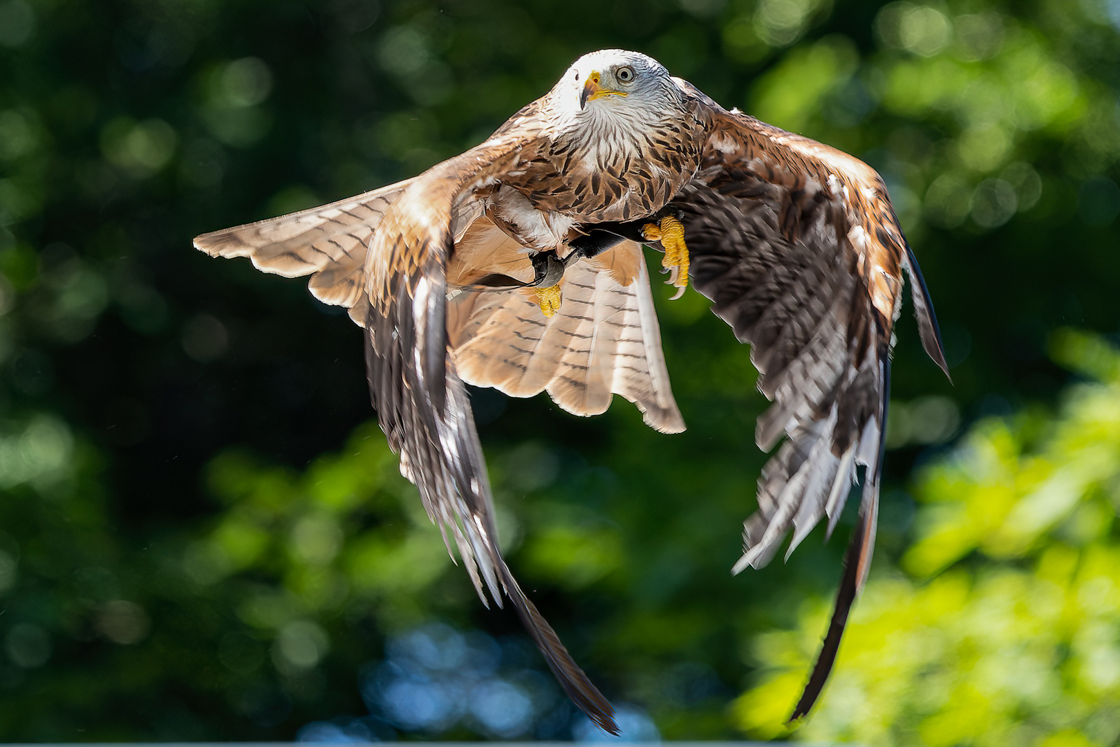 Der Rotmilan im Flug