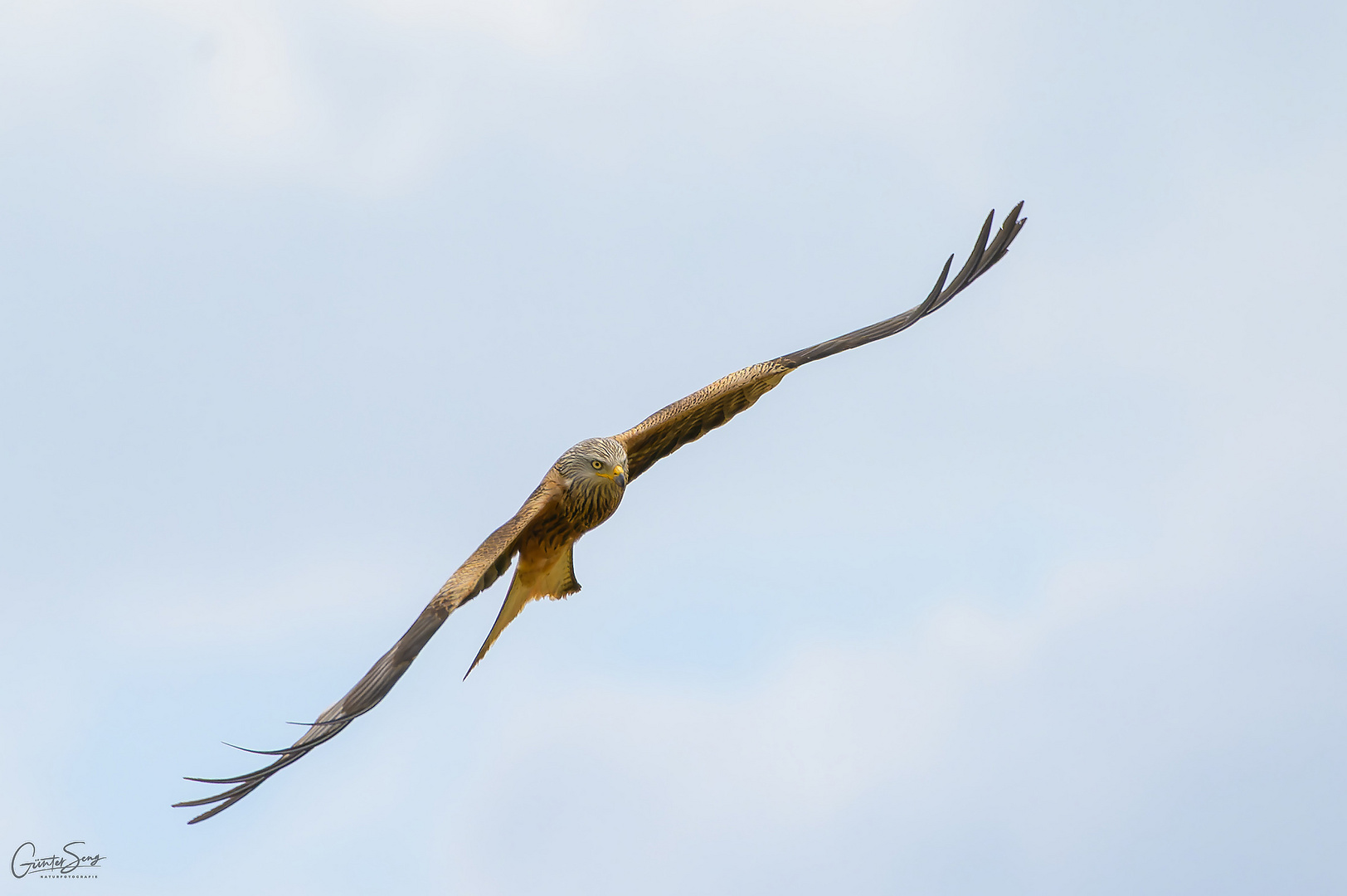 Der Rotmilan im Kurvenflug