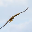 Der Rotmilan im Kurvenflug