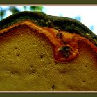 Der rotrandige Baumschwamm (Fomitopsis pinicola)