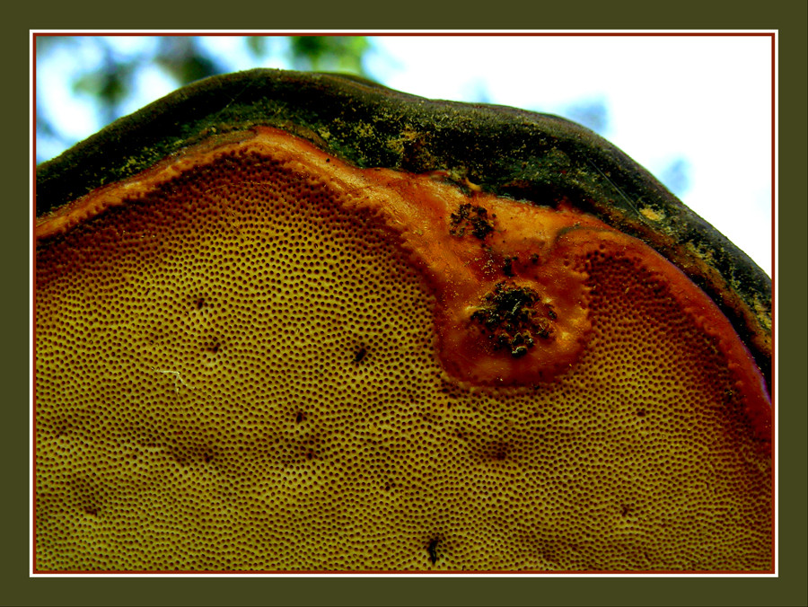 Der rotrandige Baumschwamm (Fomitopsis pinicola)