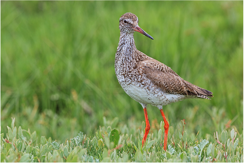 Der Rotschenkel Foto & Bild | tiere, wildlife, wild lebende vögel