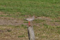 Der Rotschenkel (Tringa totanus)