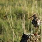 der Rotschenkel (Tringa totanus)...