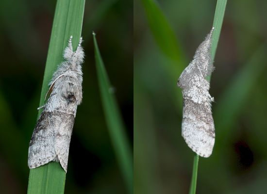 Der Rotschwanz, einmal anders ...