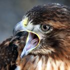 Der Rotschwanzbussard (Buteo jamaicensis)