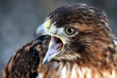 Der Rotschwanzbussard (Buteo jamaicensis)