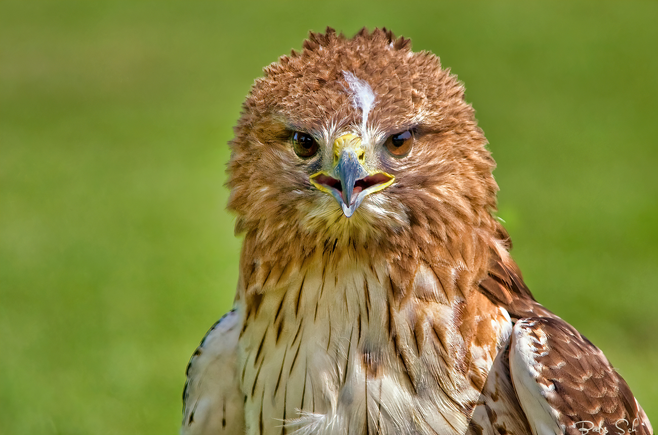 Der Rotschwanzbussard 