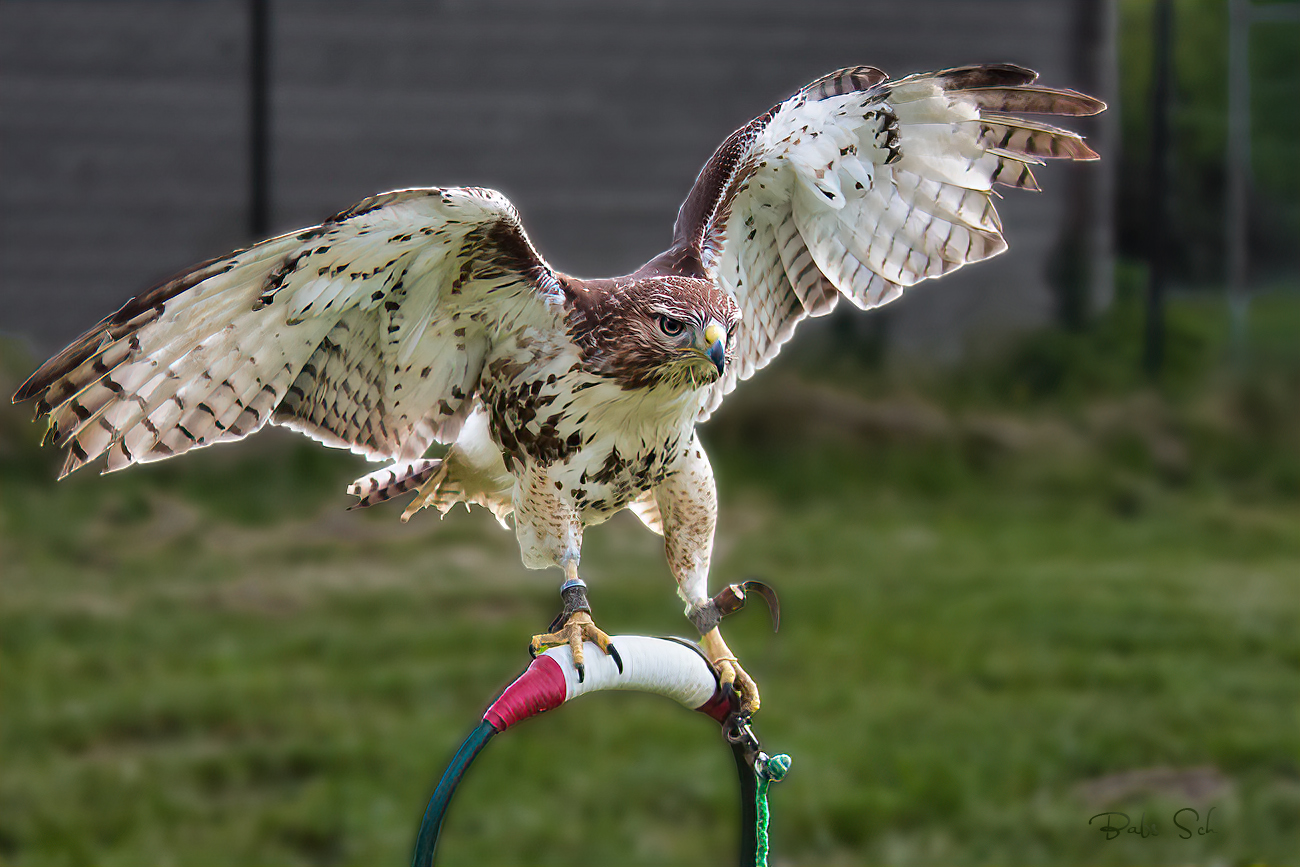 Der Rotschwanzbussard