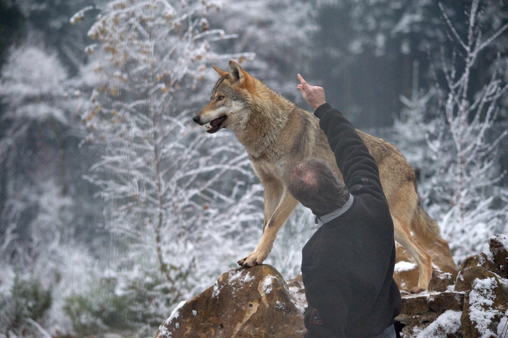 der rudelführer und sein leitwolf