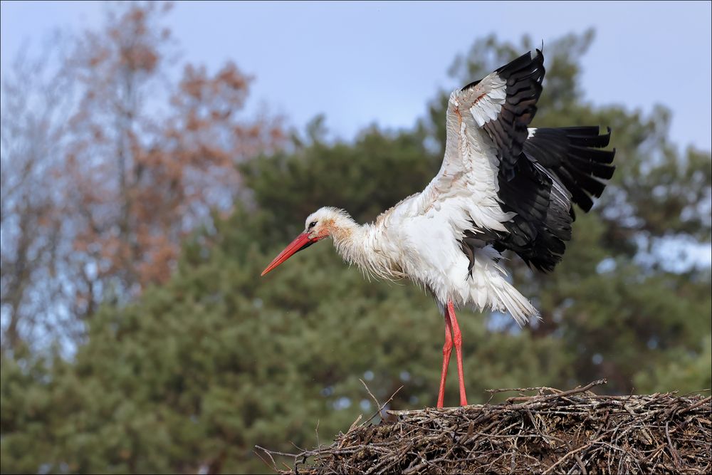 Der Rückkehrer. Foto & Bild natur, vogel, tiere Bilder auf
