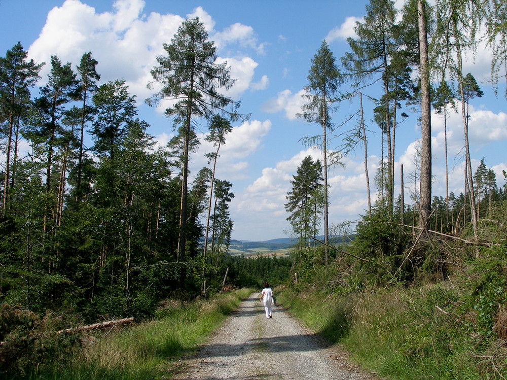 " DER RÜCKWEG "