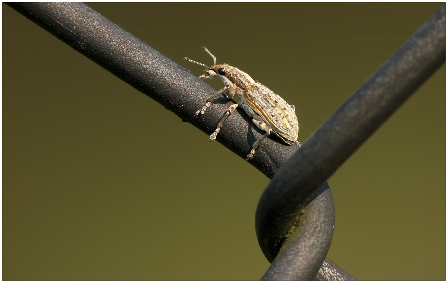 Der Rüsselkäfer der mich manchmal beim fotografieren ärgert!!!