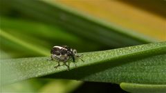 Der Rüsselkäfer OPORHINUS SUTURALIS