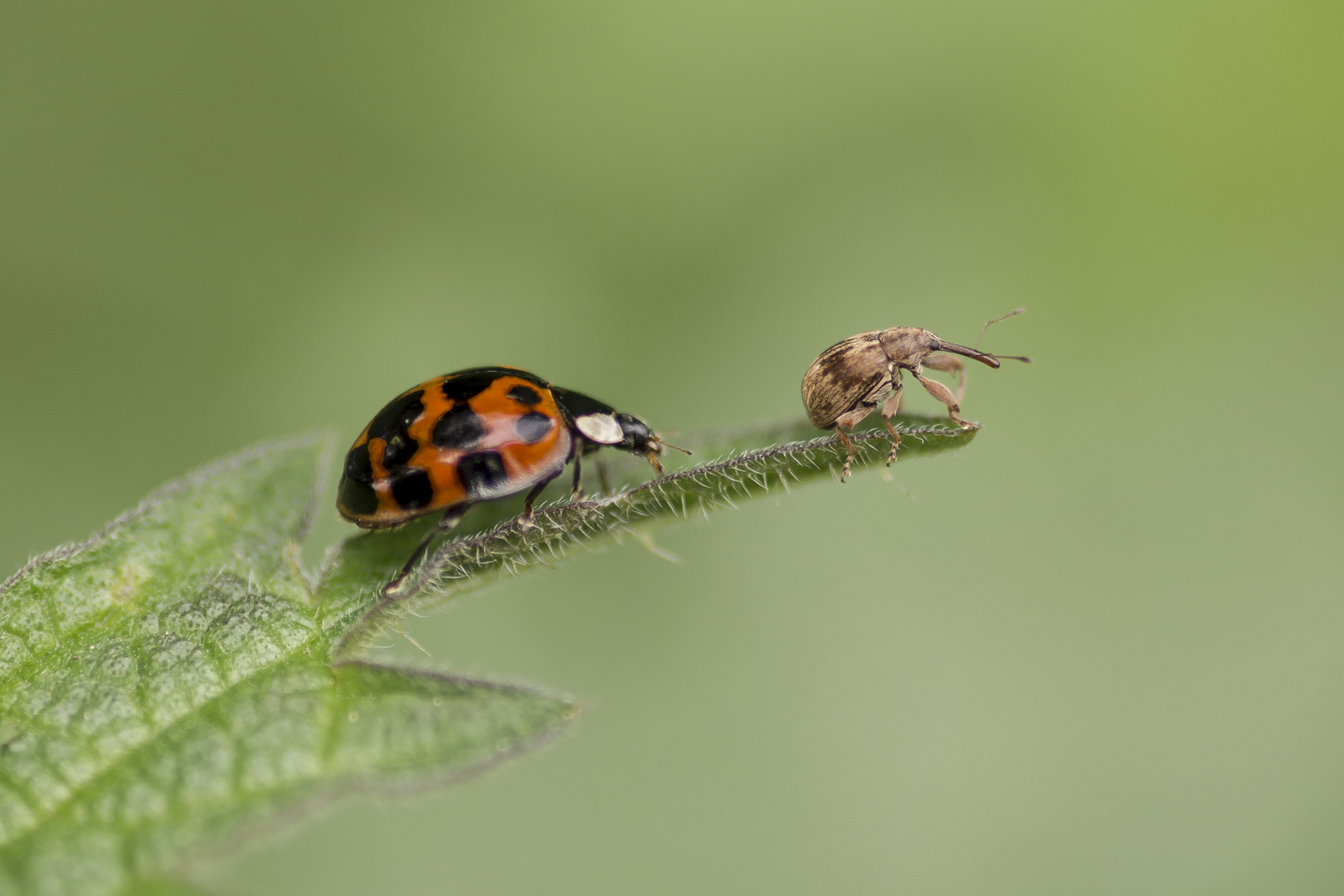 Der Rüsselkäfer und der Marienkäfer