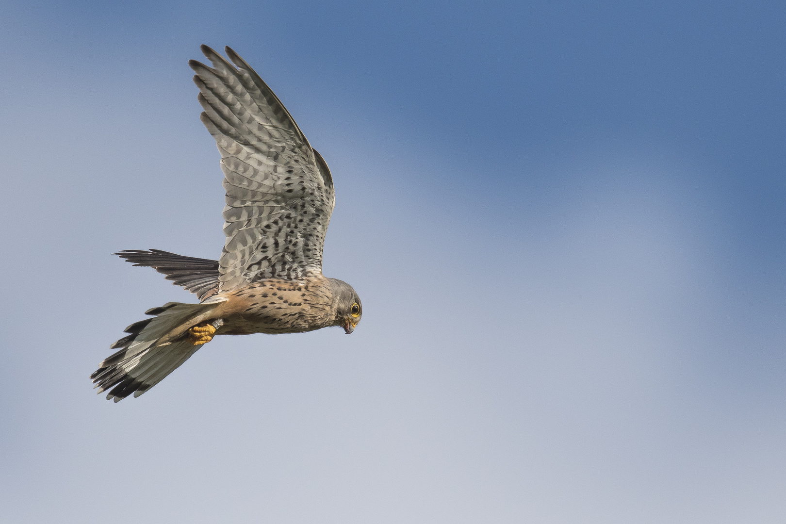 Der rüttelnde Turmfalke