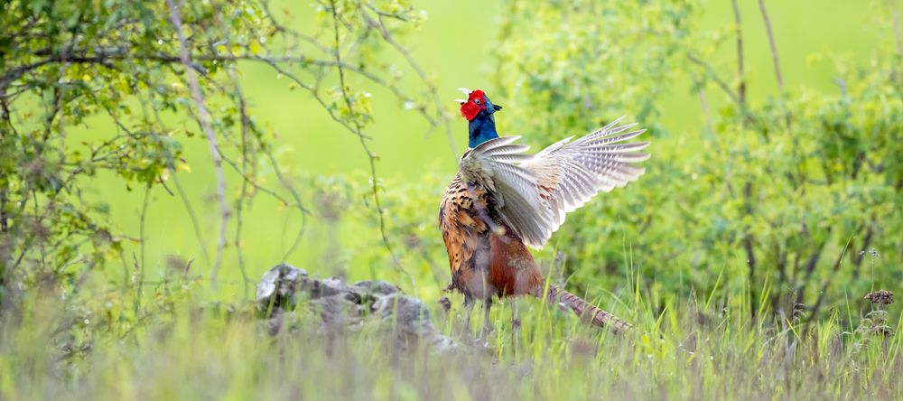Der Ruf … Foto & Bild nature, natur, vogel Bilder auf
