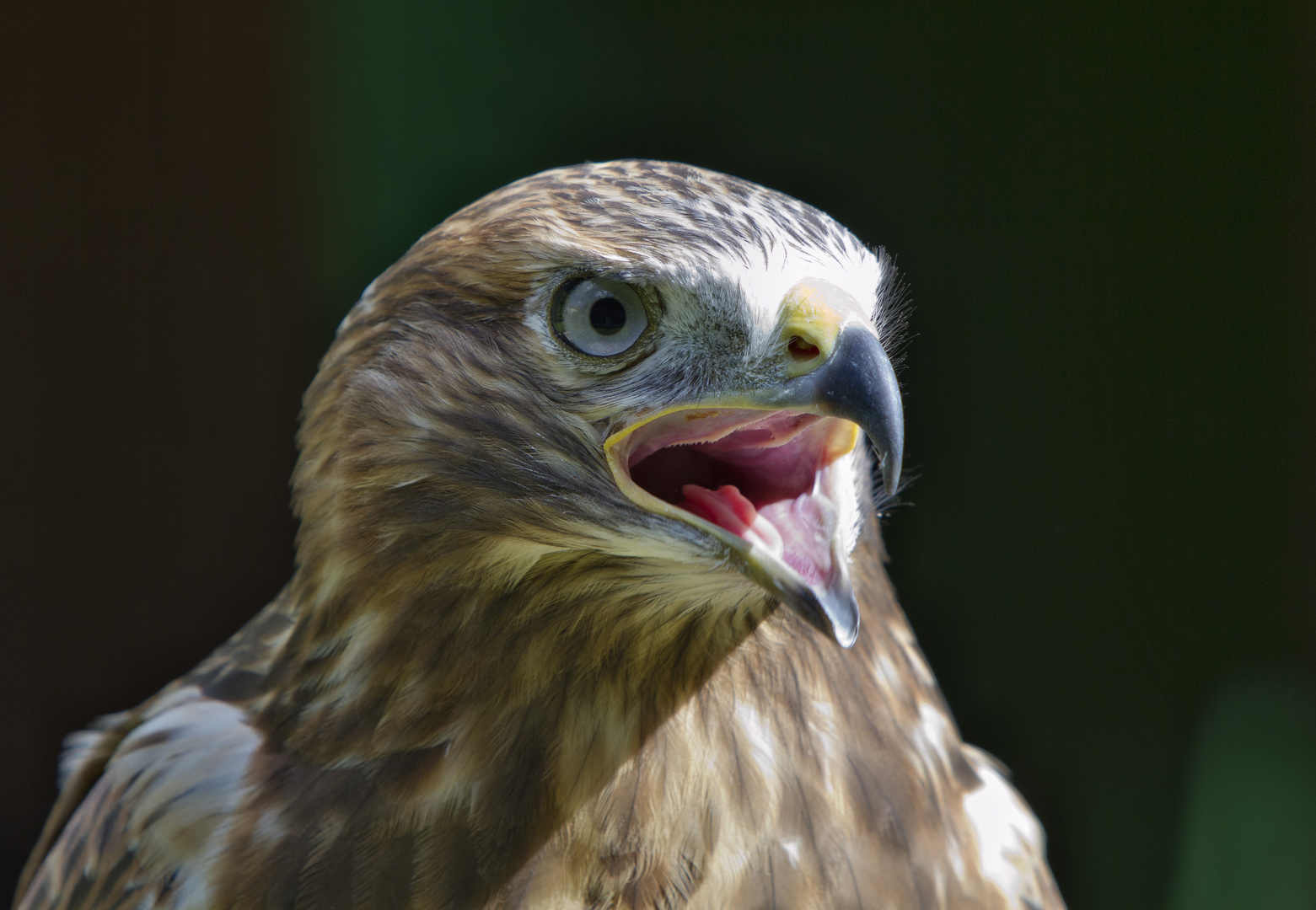 Der Ruf Foto & Bild archiv, a r c h i v aktuell, natur photokina