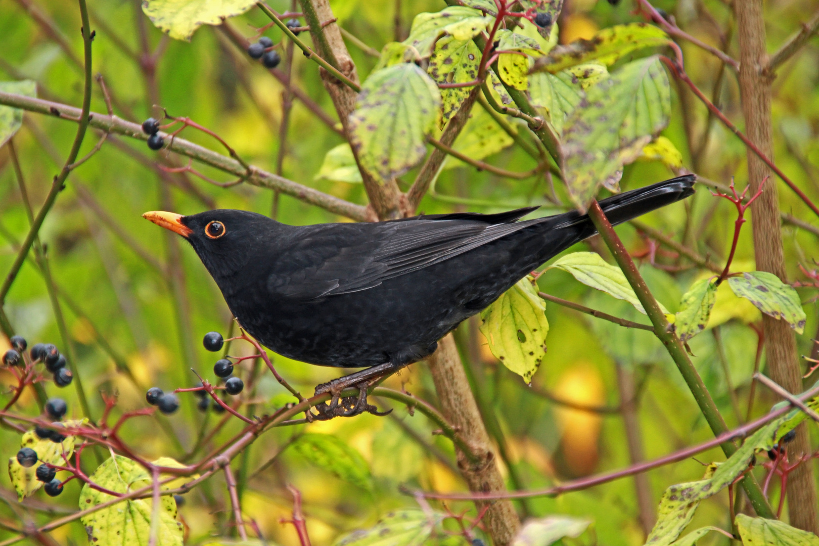 Der Ruf der Amsel...