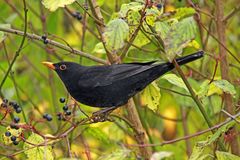 Der Ruf der Amsel...