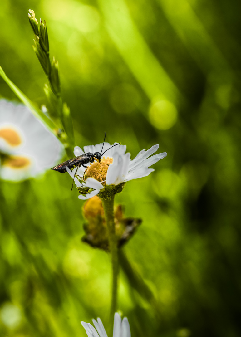 Der Ruf der Daisies 