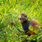 Der Ruf der Goldmeerkatze.