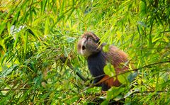 Der Ruf der Goldmeerkatze.