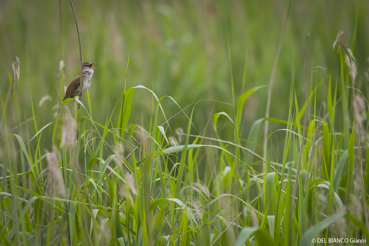 Der Ruf der Natur