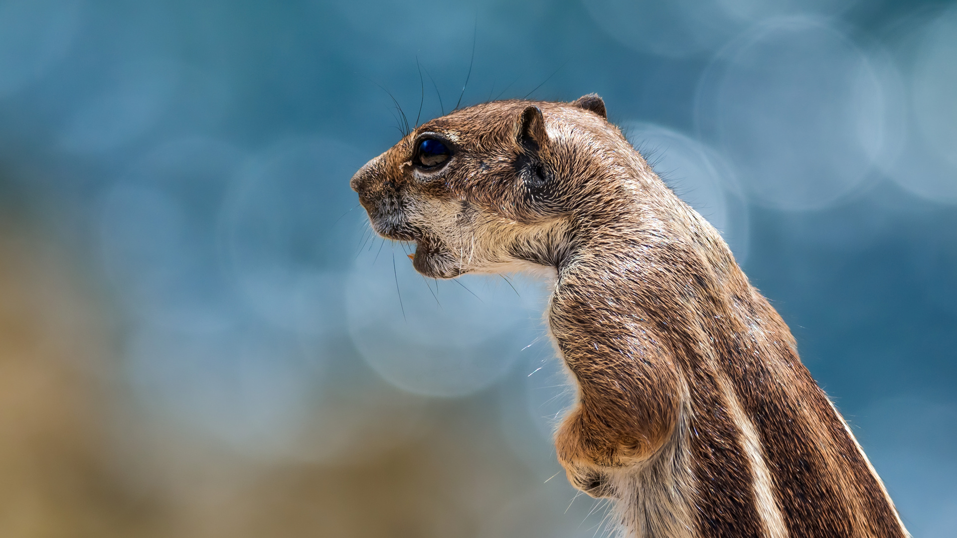 Der Ruf der Wildnis ;) Foto & Bild europe, canary islands die
