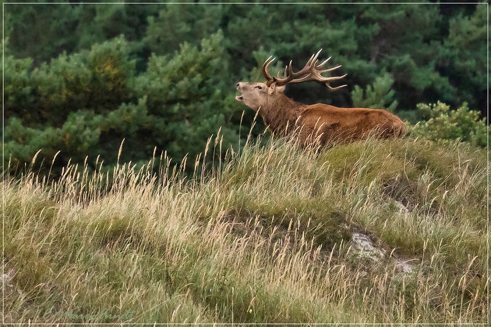 Der Ruf der Wildnis