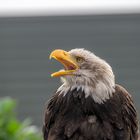 Der Ruf des Adlers