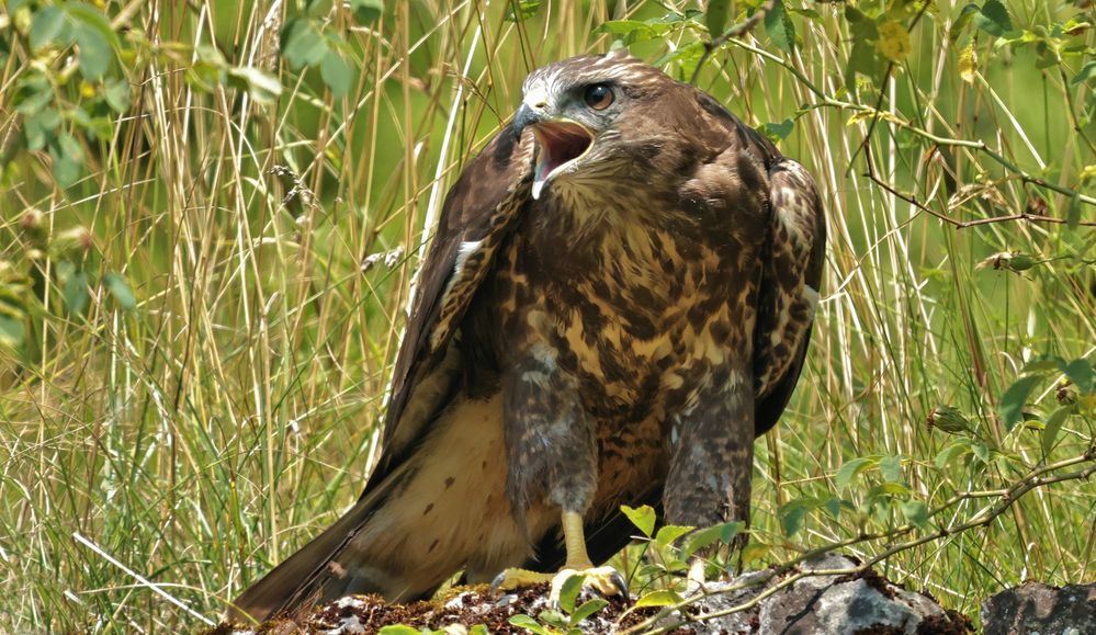 DER RUF DES BUSSARDS Foto & Bild | natur, stuttgart, greifvögel Bilder