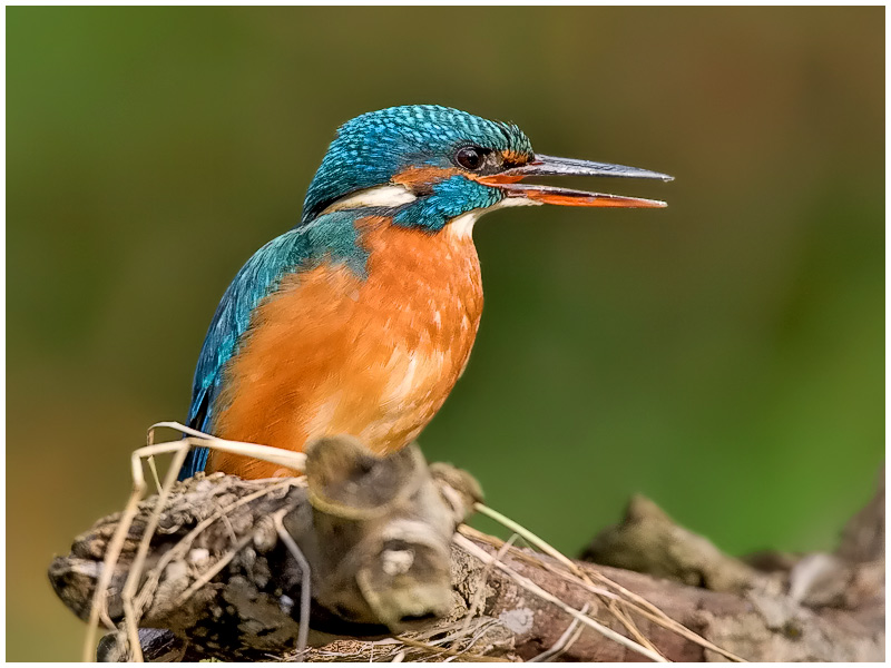 Der Ruf des Eisvogels...