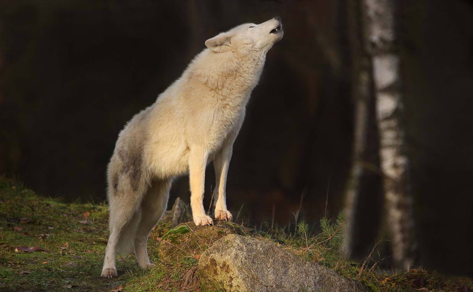 Der Ruf des Polarwolfs