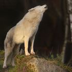 Der Ruf des Polarwolfs