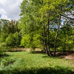 DER RUF DES VOGELS - GRÜNE LANDSCHAFT IN BERLIN