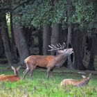 Der Ruf im Herbst