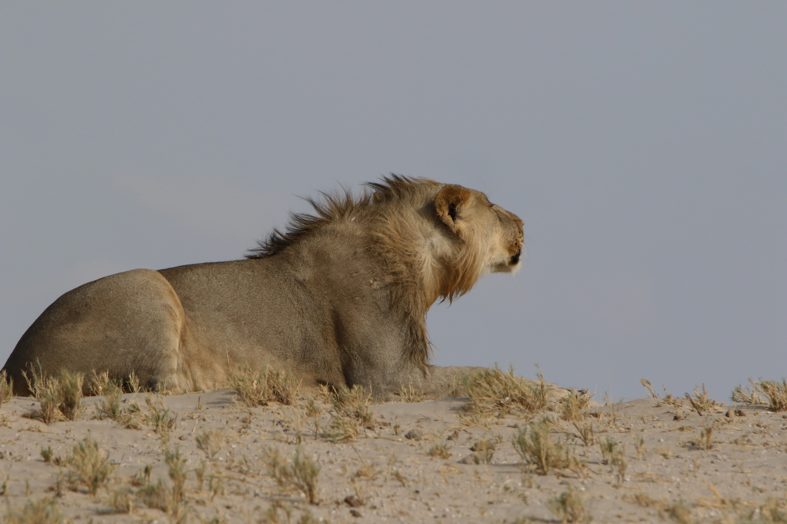 Der Ruf in die Wildnis 