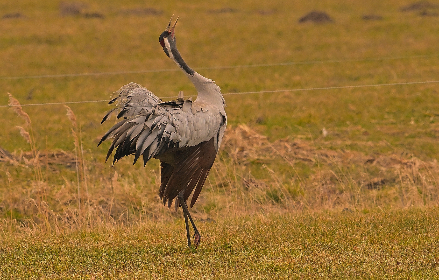 Der "Ruf" vor dem Abflug!