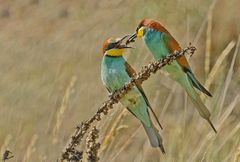 der Ruf wurde erhört...