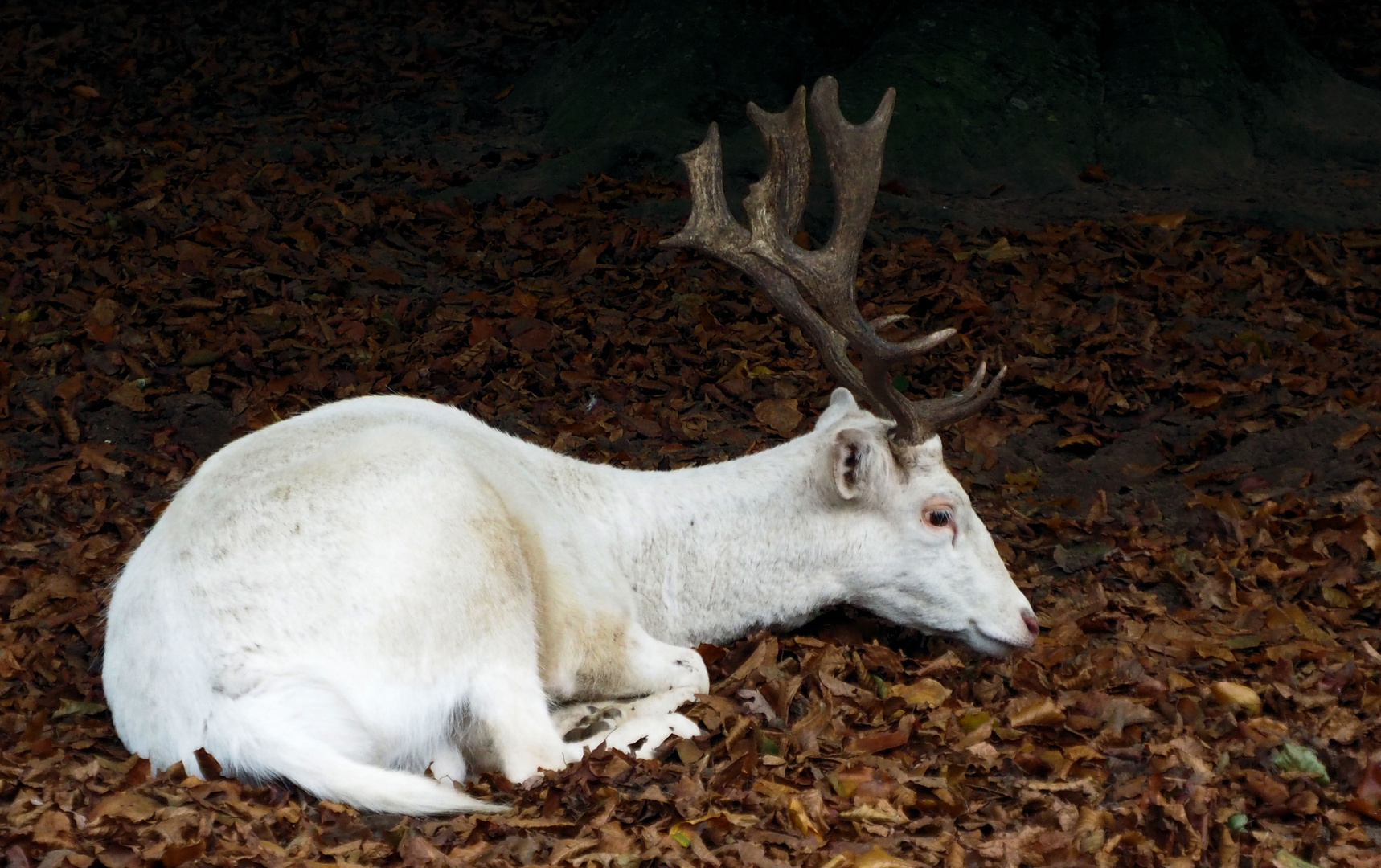 Der ruhende Hirsch 