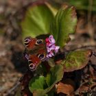 Der ruhende Schmetterling