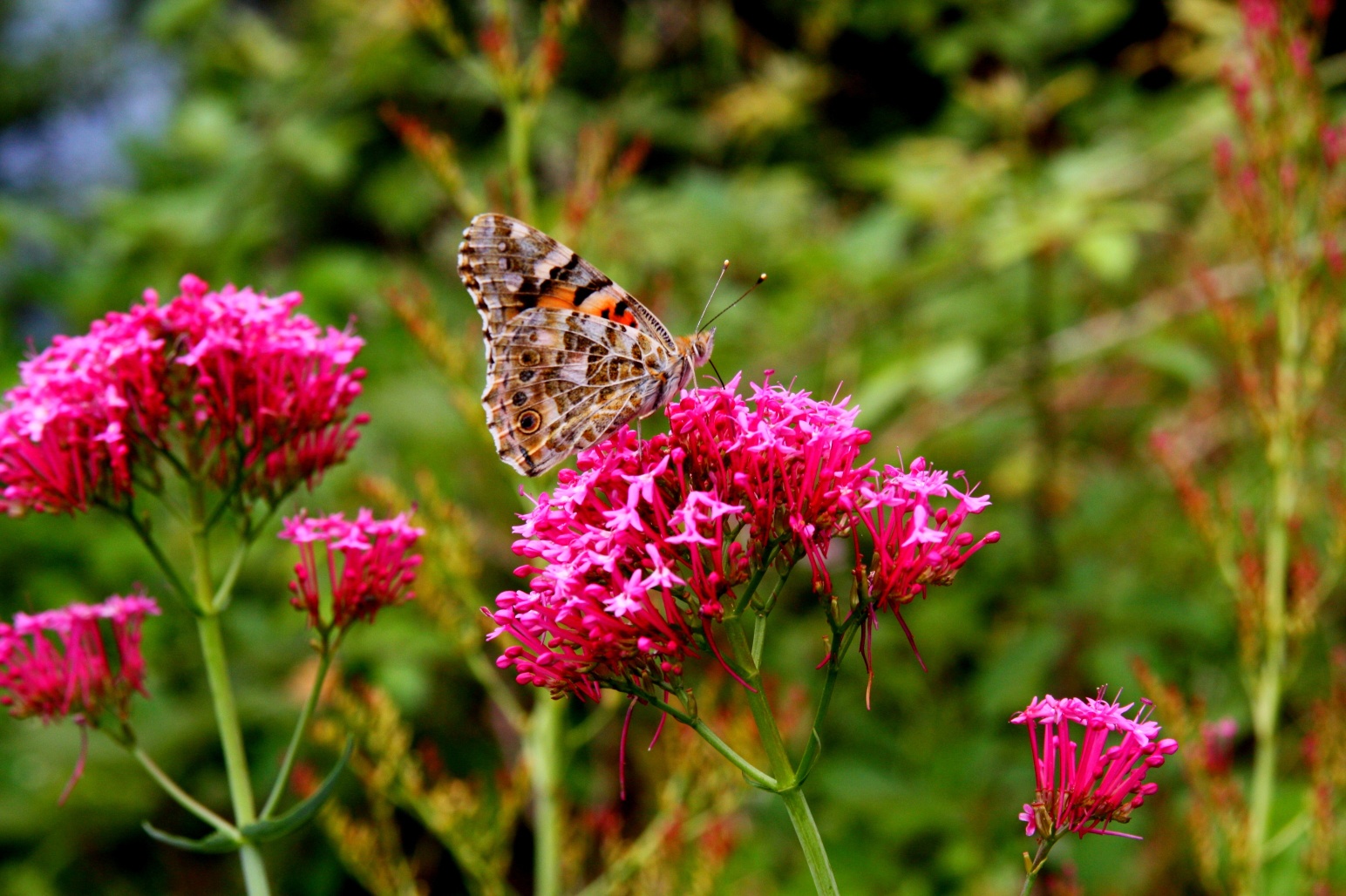 Der ruhende Schmetterling